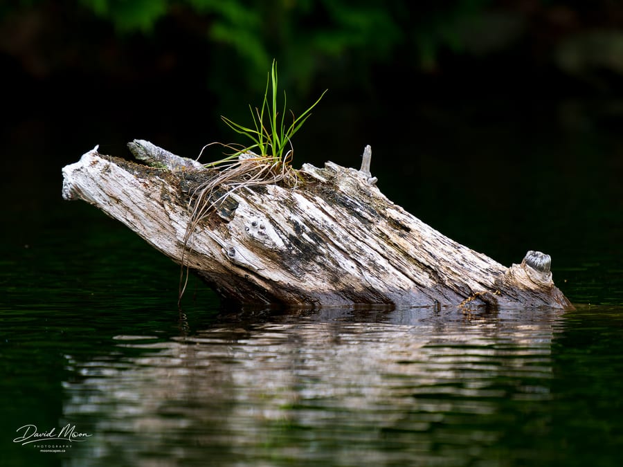 Grass on the Floating Log