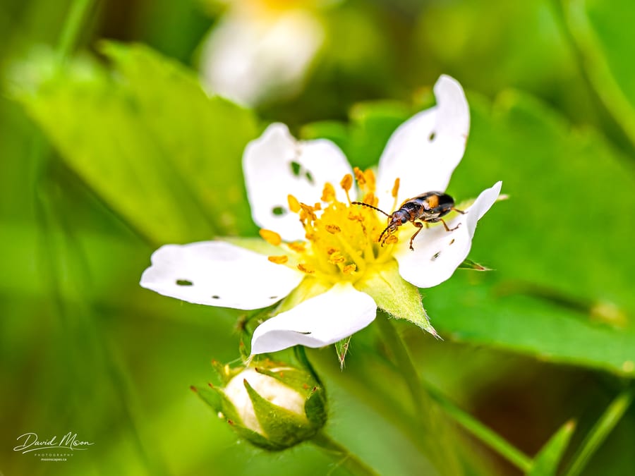 Leaf Beetle on a Strawberry Flower