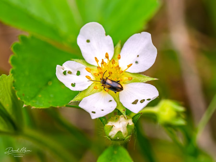 Beetle among White Petals
