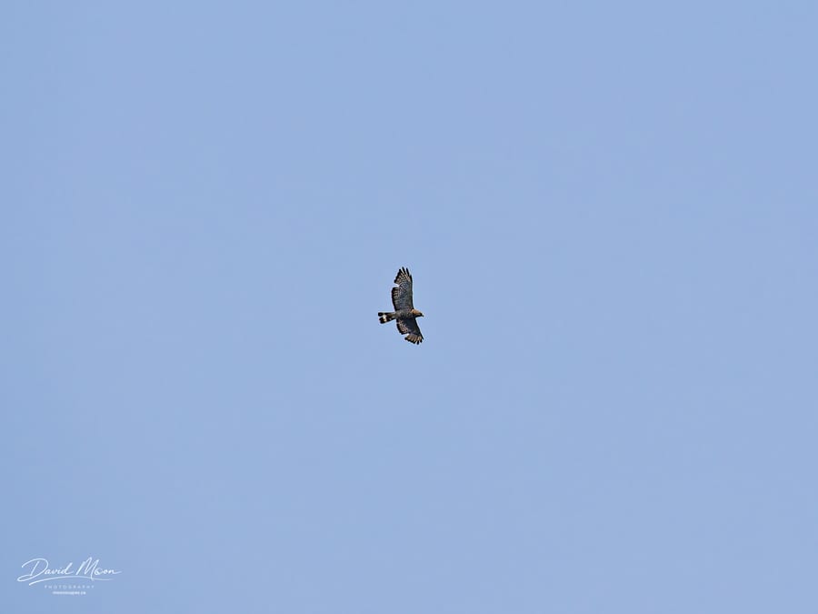 Broad-winged Hawk