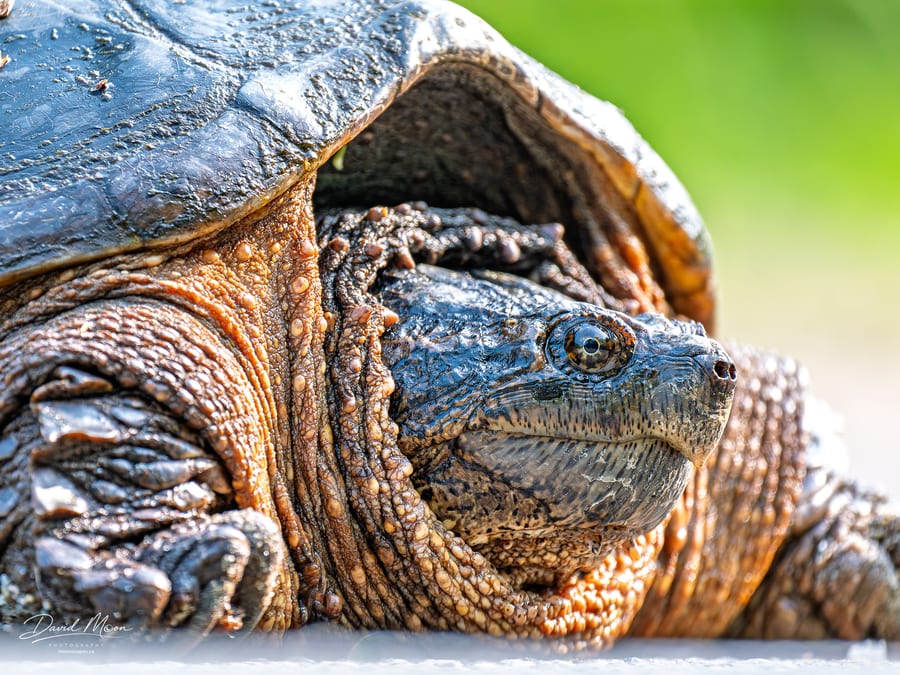 Common Snapping Turtle Portrait
