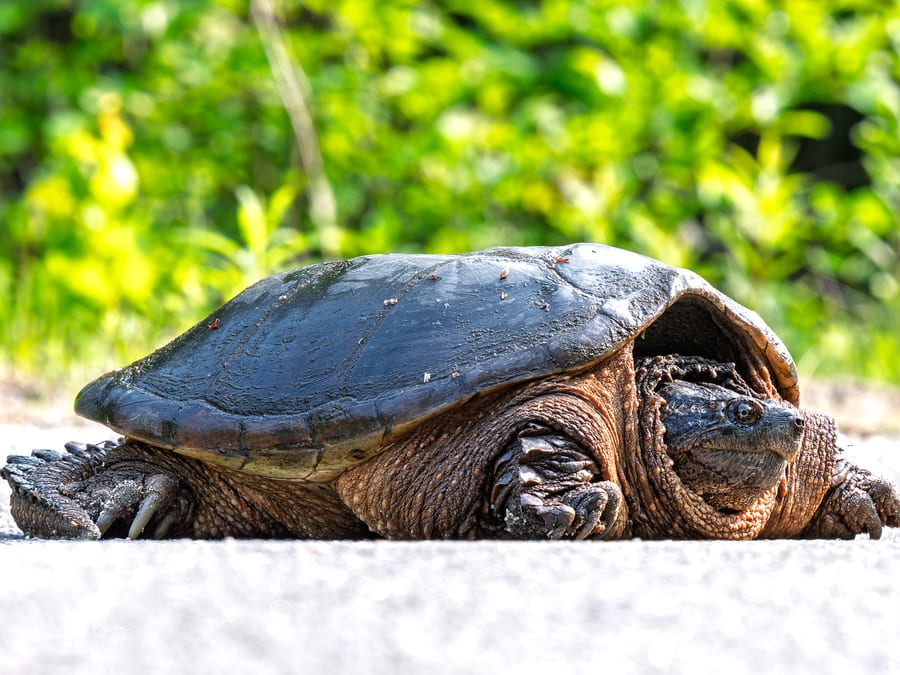 Snapping Turtle on the Road