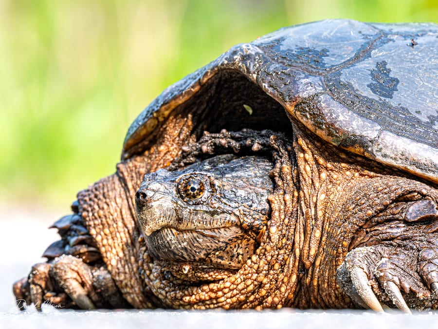 Ancient Face of a Snapping Turtle