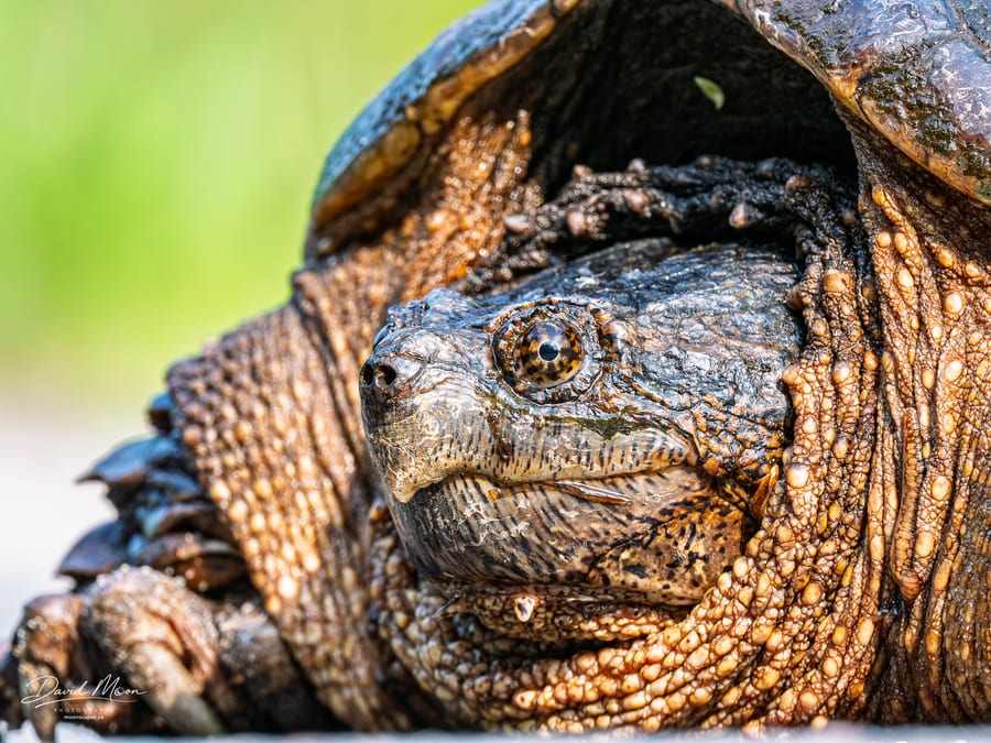 Snapping Turtle in Profile