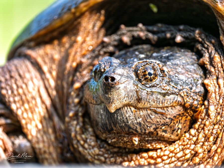 Eye to Eye with a Snapping Turtle
