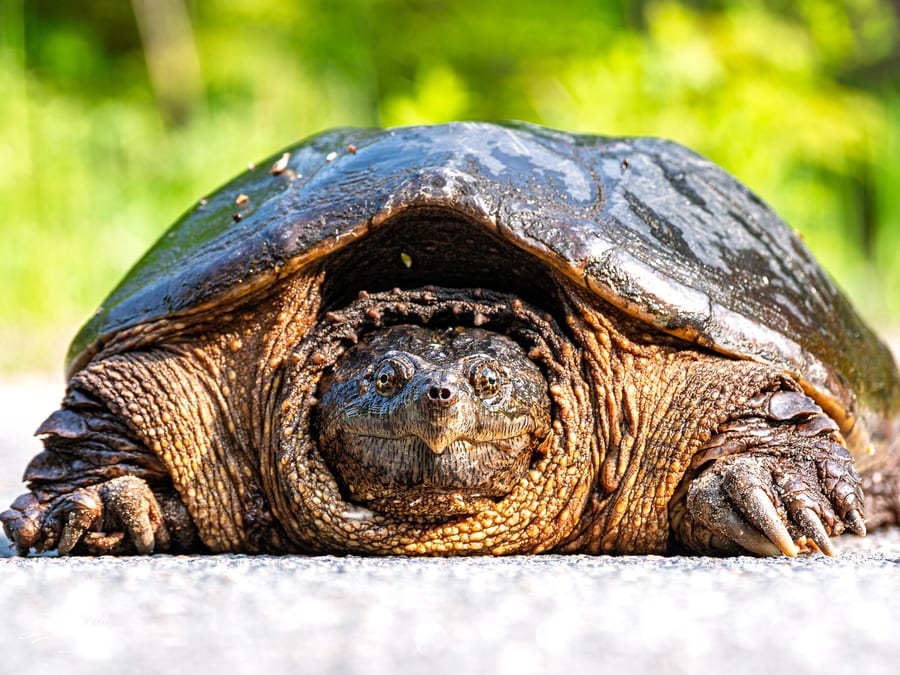 Head-on Snapping Turtle