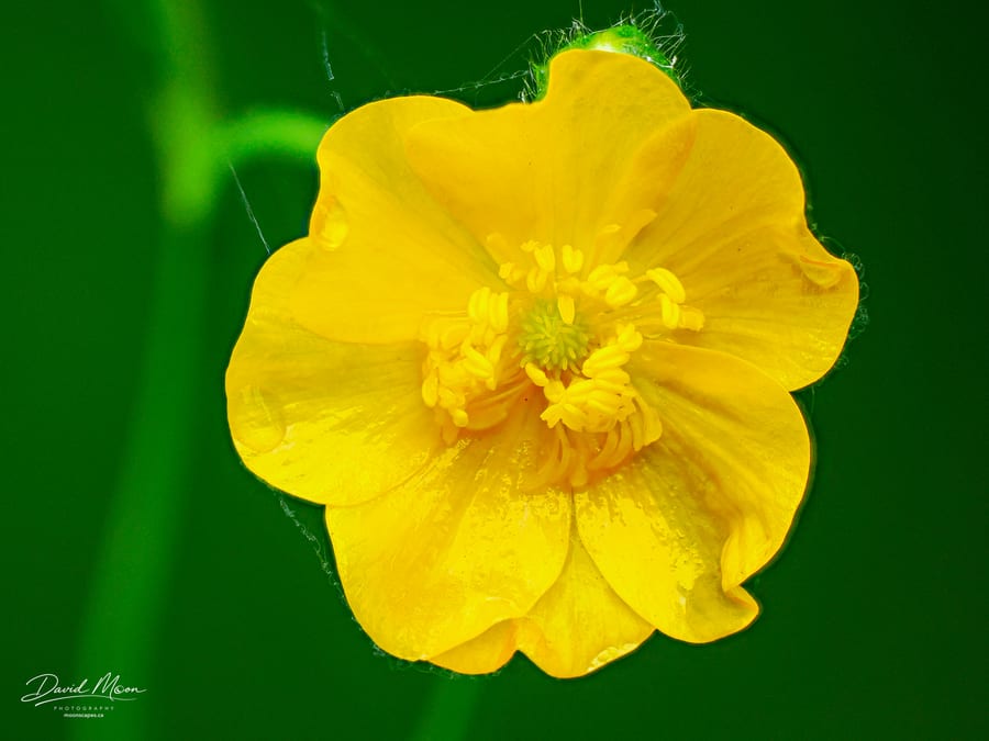 Buttercup after Rain