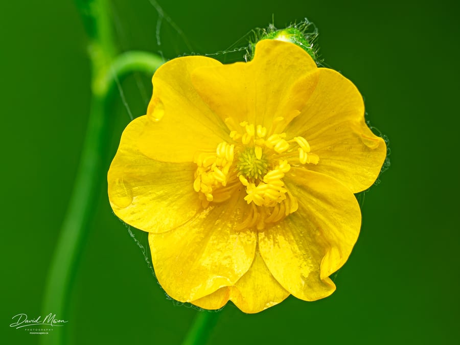 Yellow Buttercup and Water Drop