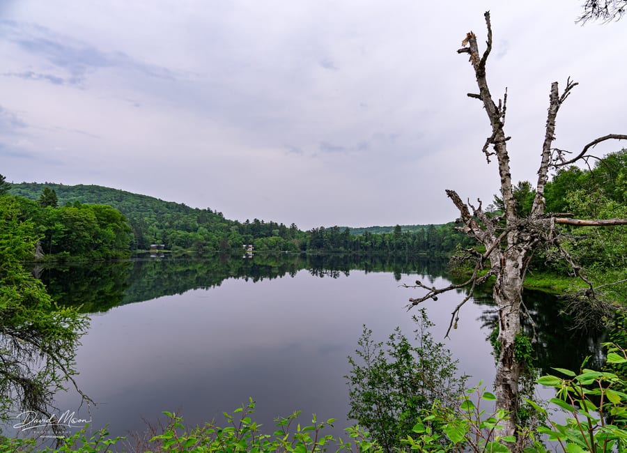 Framed by the Old Birch