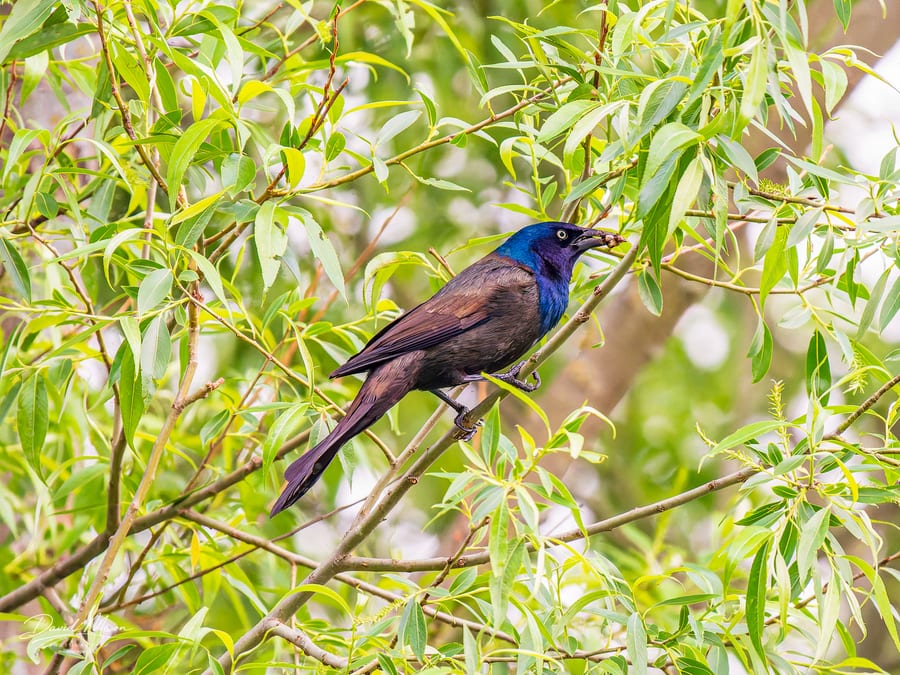Grackle Carrying Food
