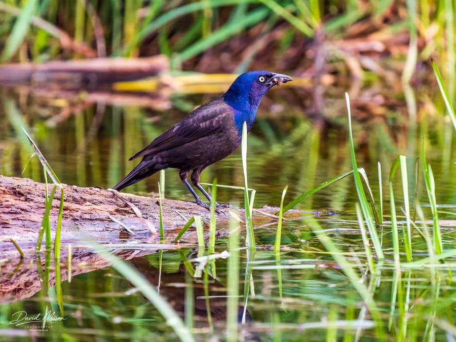 Foraging in the Marsh