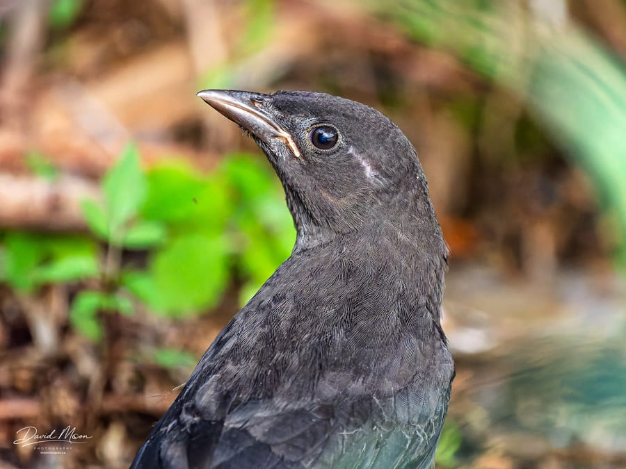 Juvenile Common Grackle