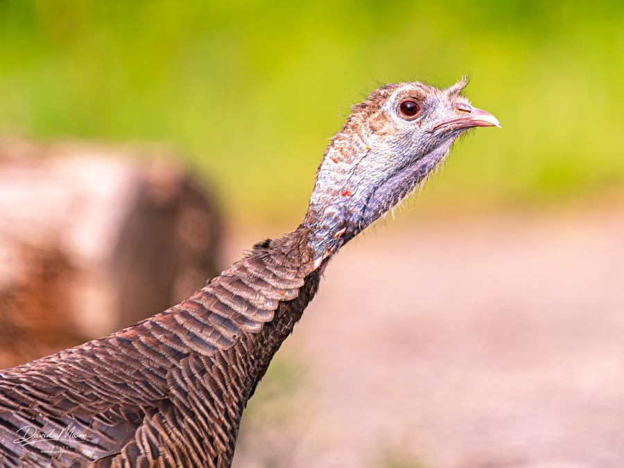 Wild Turkey Portrait
