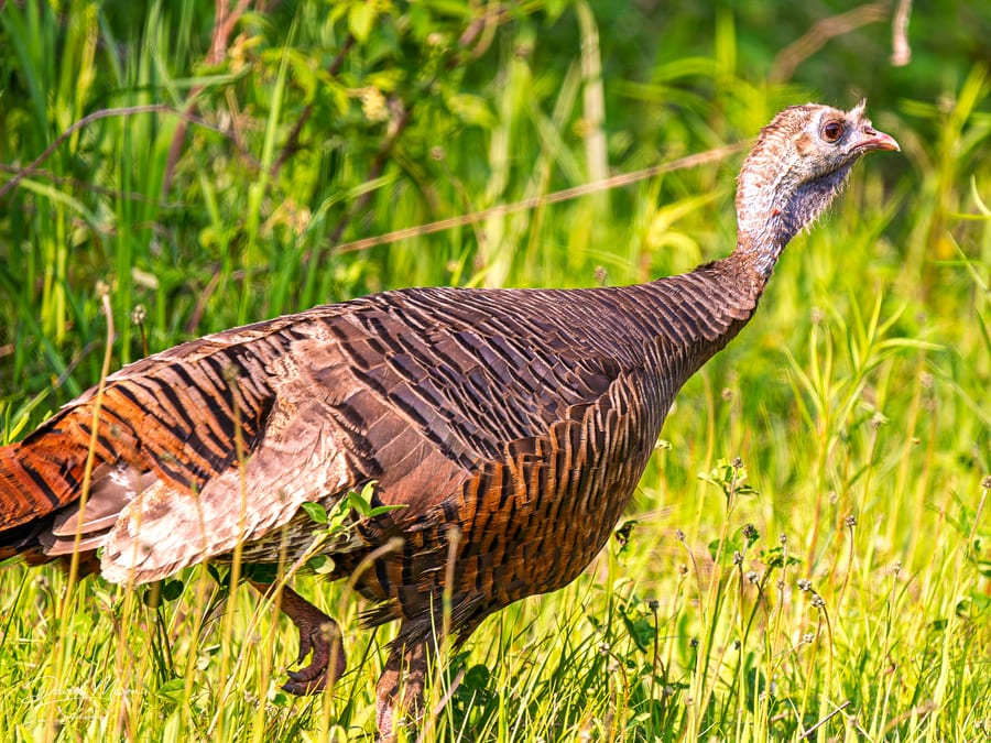 Turkey in the Grass