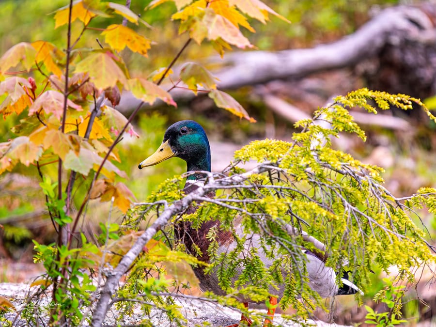 Mallard behind the Branches