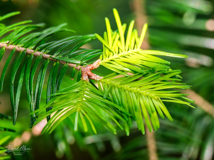 New Conifer Growth