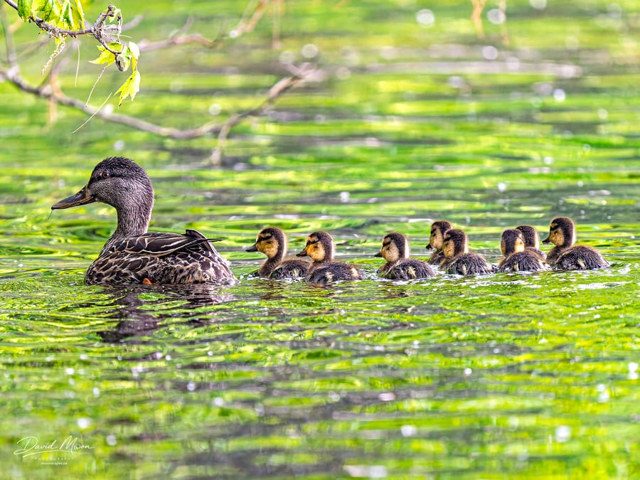 Mallard Family on Green Water