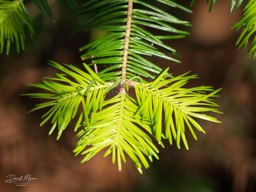 Spring Growth and Spider Silk