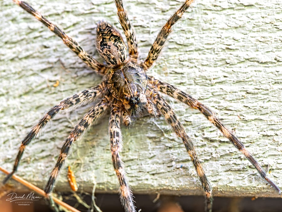 Dark Fishing Spider