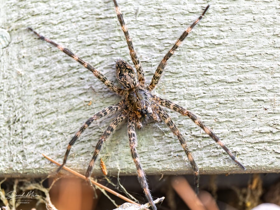 Spider on the Dock