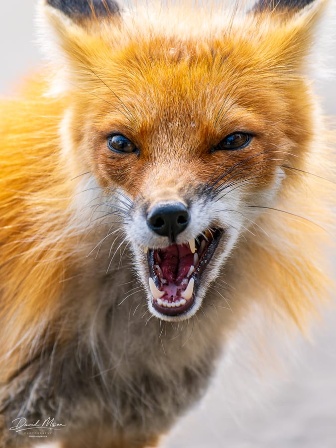 Fox with Teeth Bared