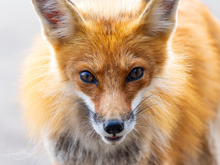 Red Fox Face