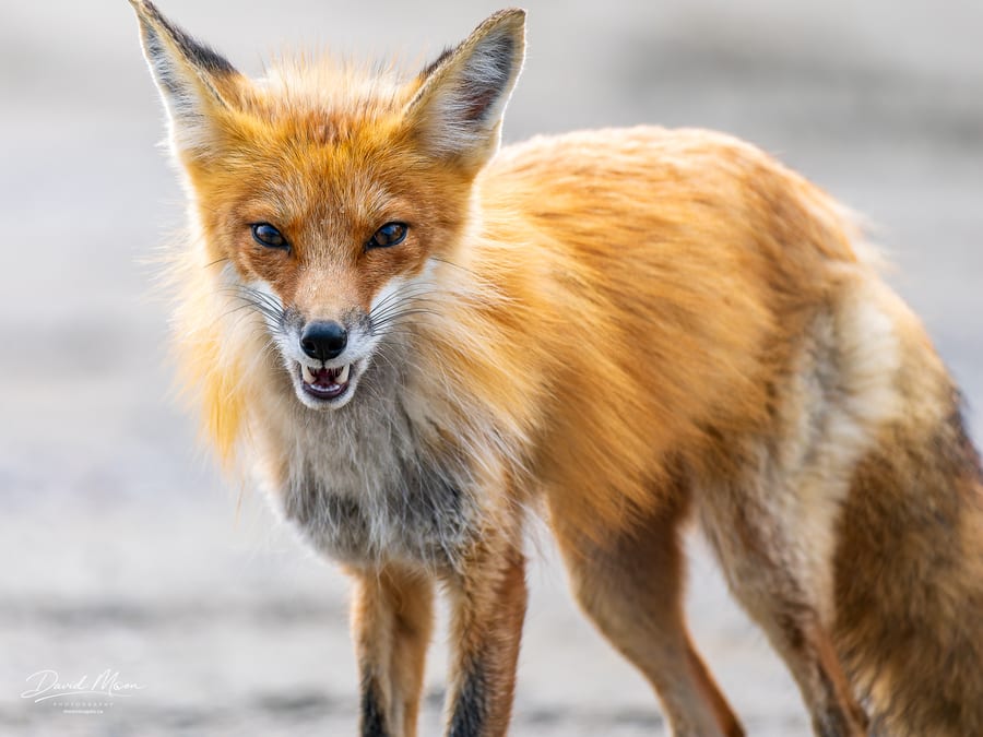 Fox on Alert