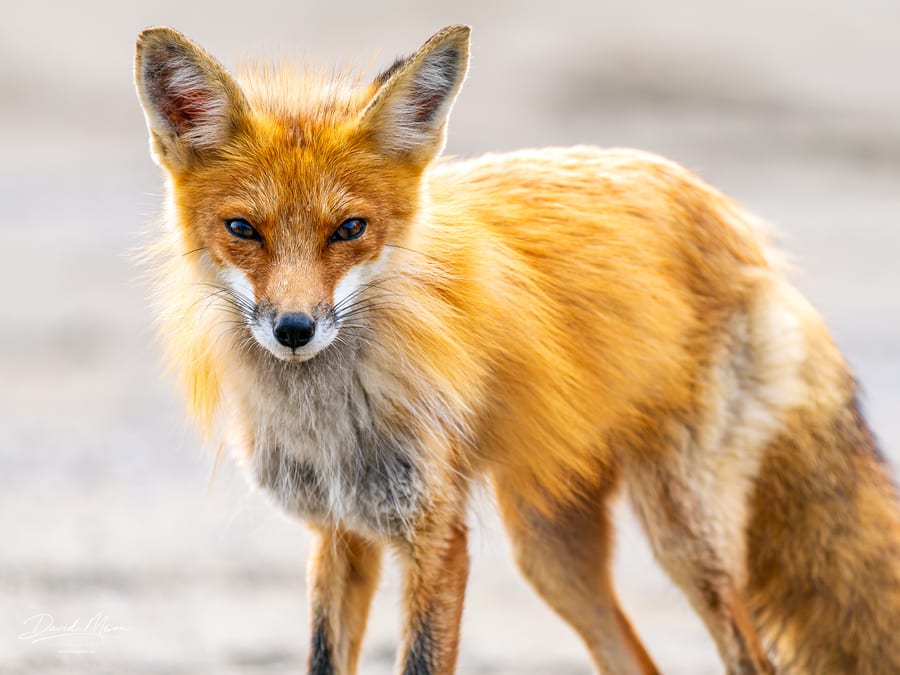 Red Fox in the Grass