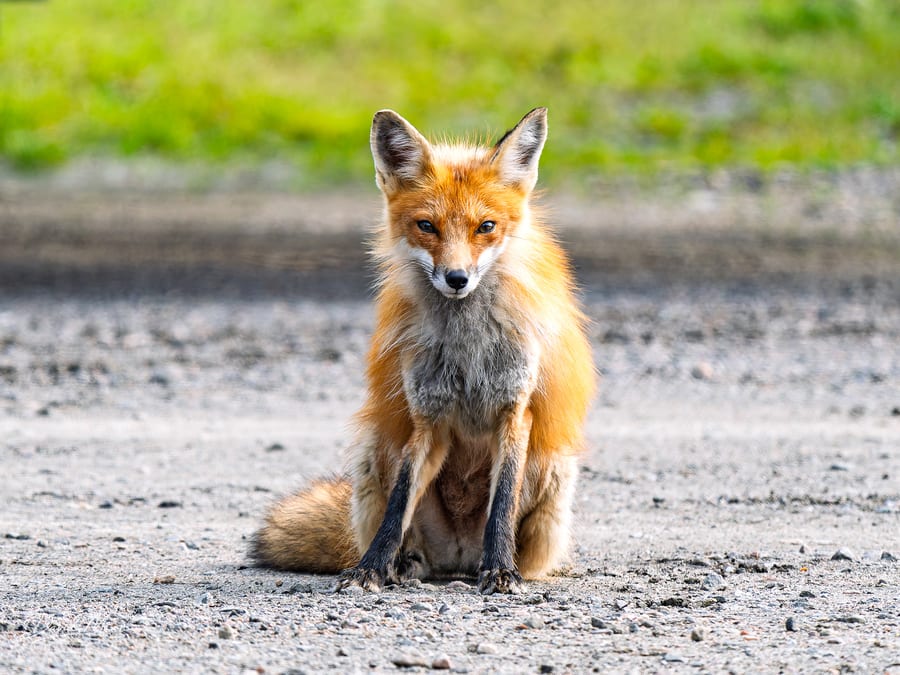 Fox Seated by the Road