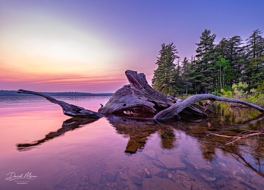 Driftwood at Sunset