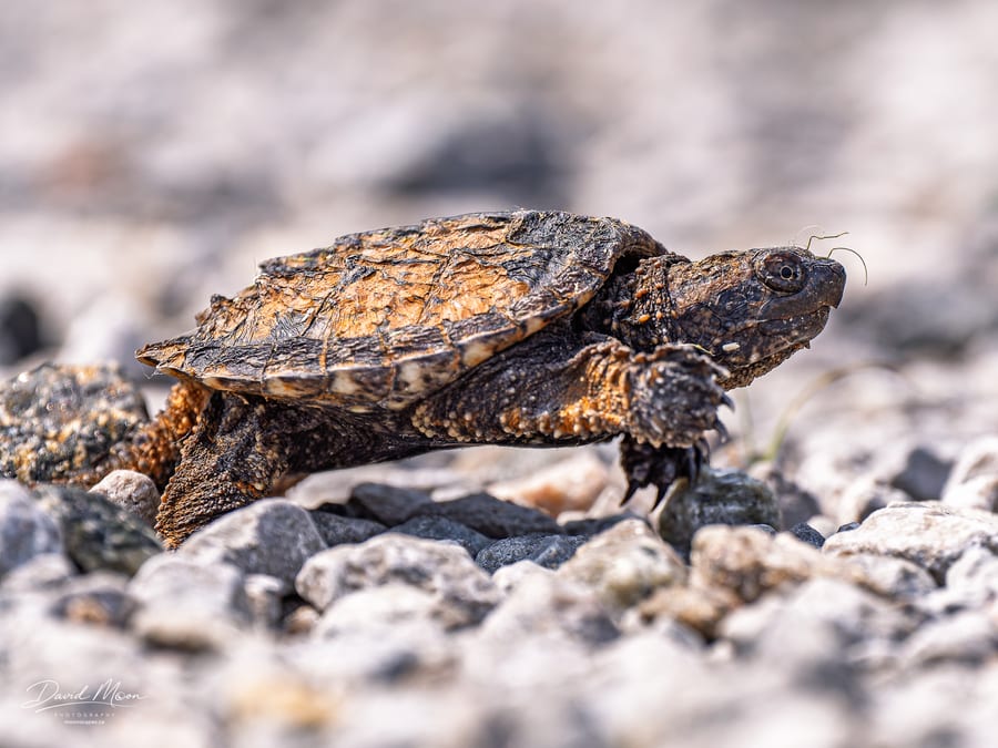 Baby Snapping Turtle