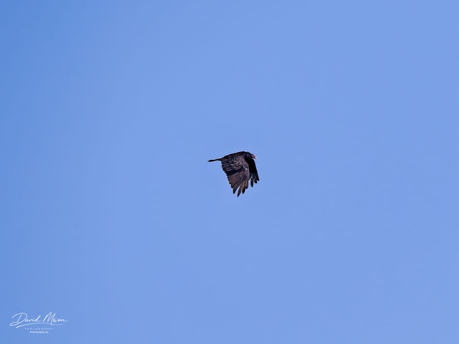 Turkey Vulture Overhead
