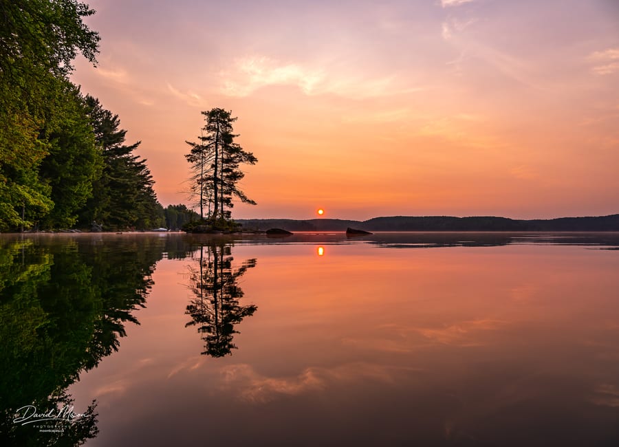 Island Pine at Sunrise