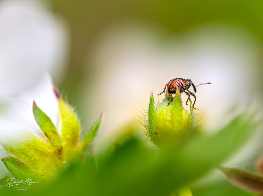 Weevil on a Strawberry Bud