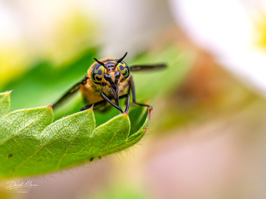 Deer Fly Face to Face