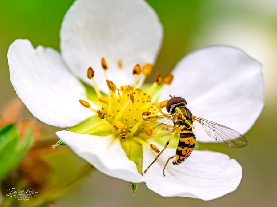 Hoverfly on a Strawberry Flower