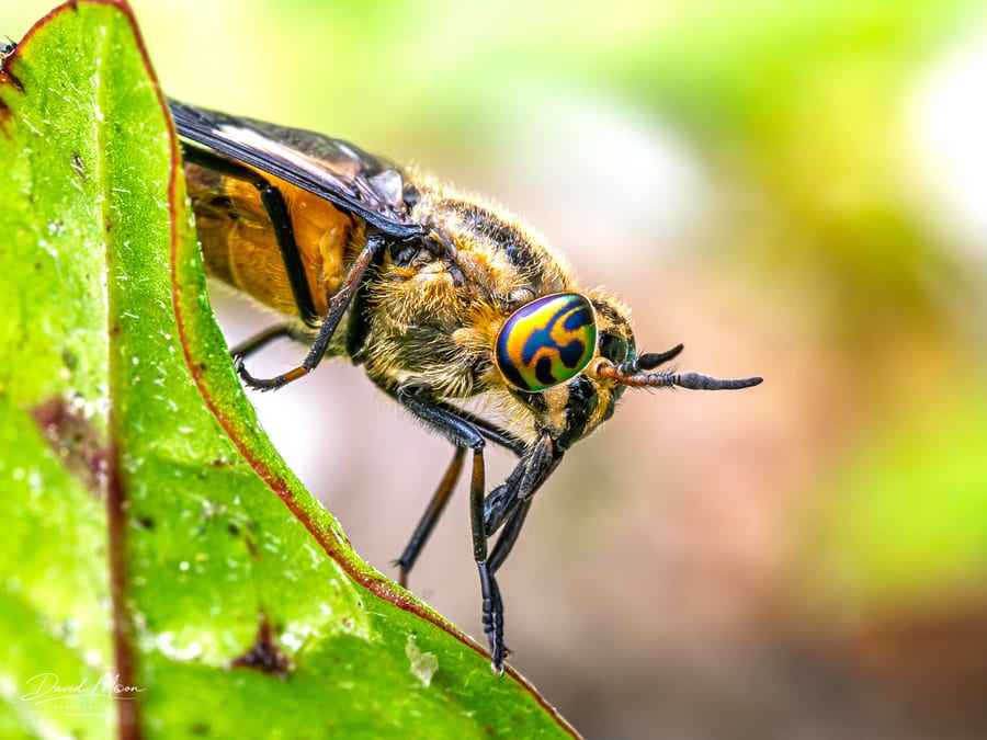 Patterned Eye of a Deer Fly