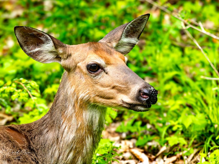 White-tailed Deer Portrait