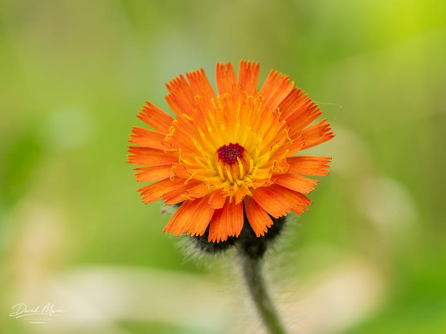 Orange Wildflower
