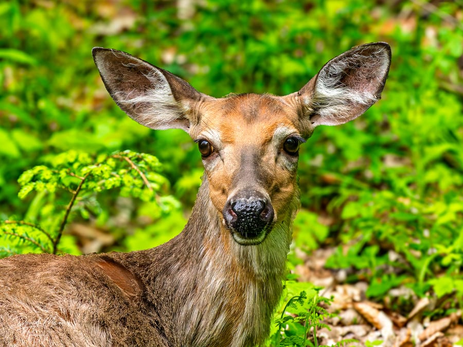 Deer between the Branches