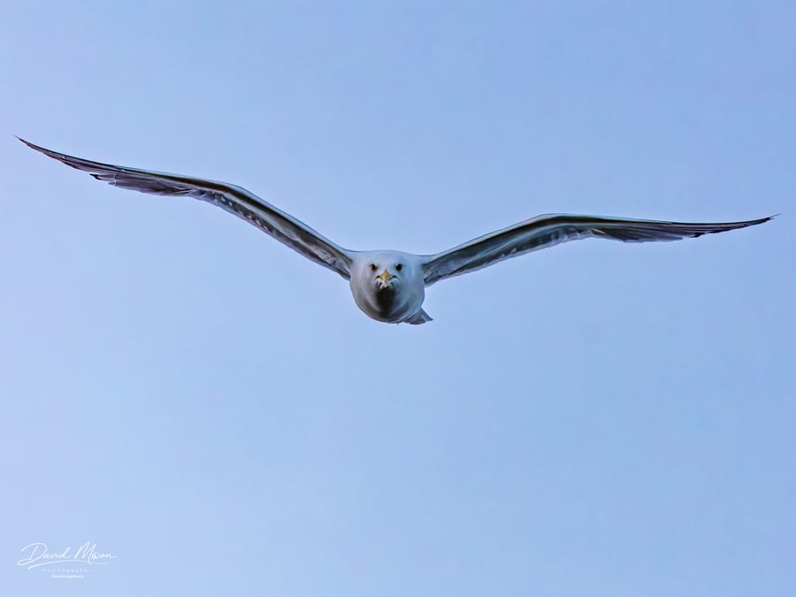 Gull Flying Head-on