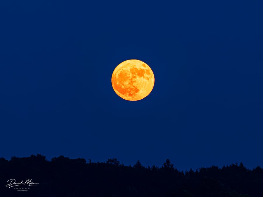 Strawberry Moon over the Trees