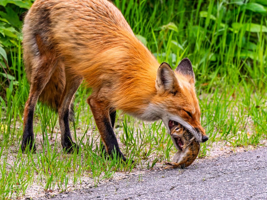 Fox with a Chipmunk