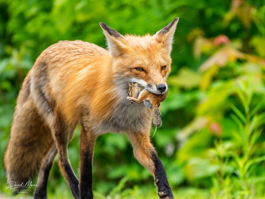 Returning from the Hunt