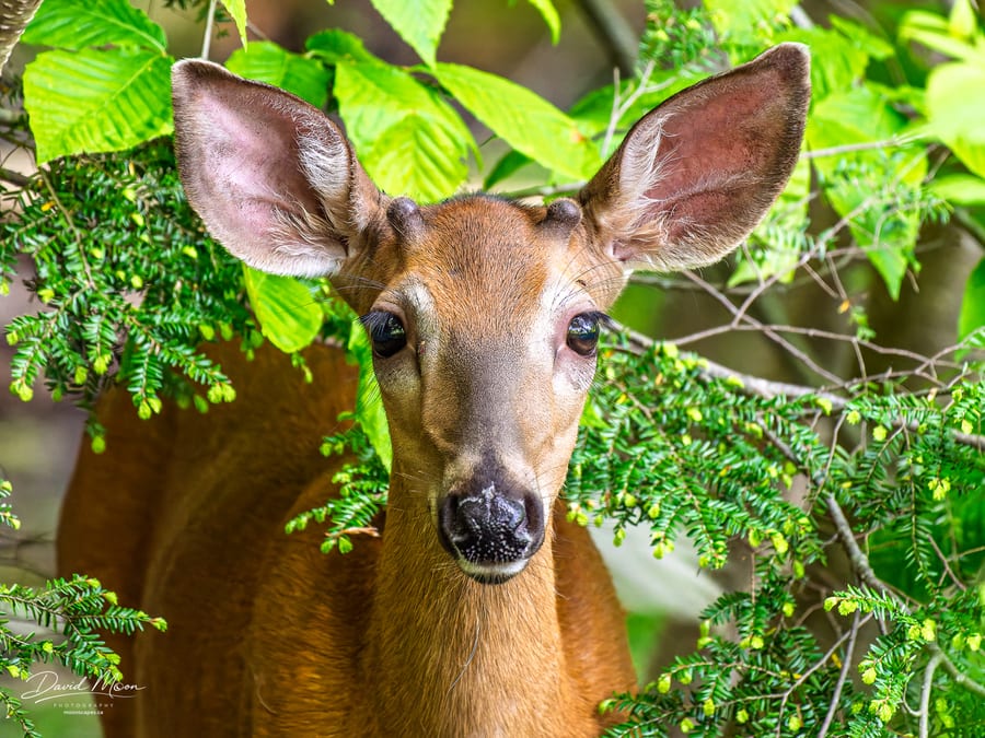 Young White-tailed Deer