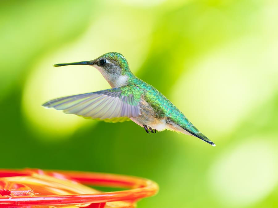 Hummingbird above the Feeder