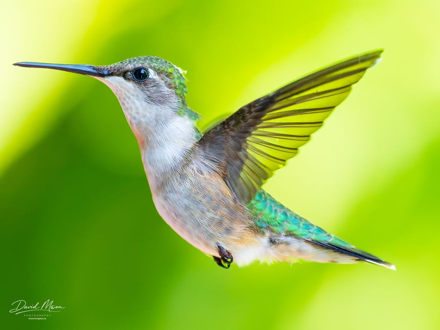 Hummingbird with Wing Raised