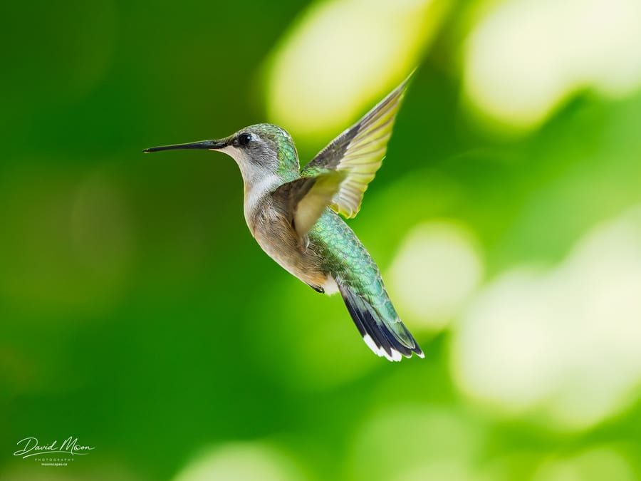 Ruby-throated Hummingbird in Flight