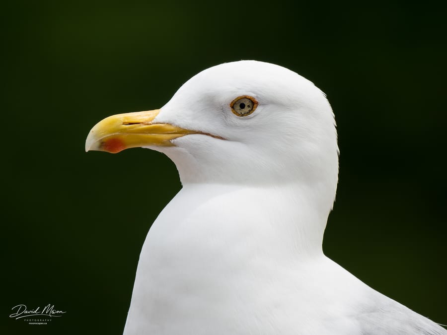 Herring Gull Portrait