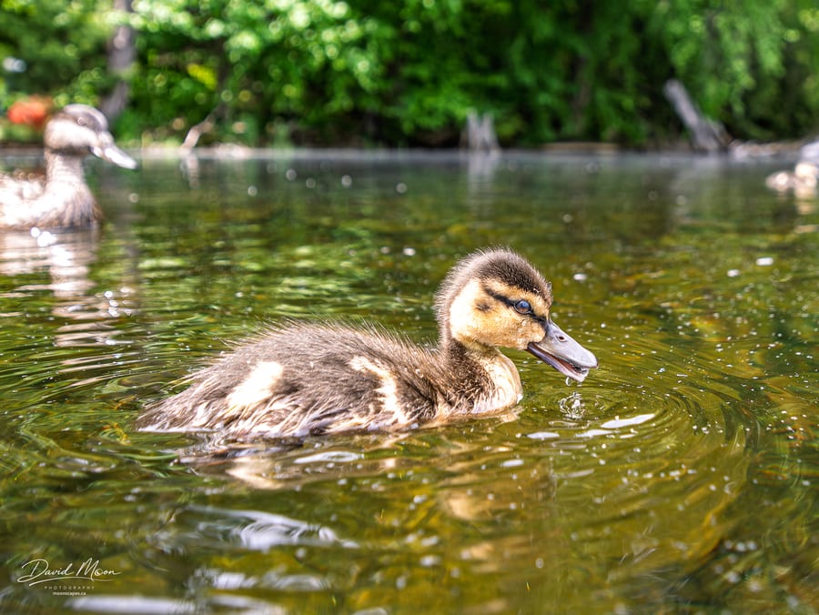 Mallard Duckling on the Water